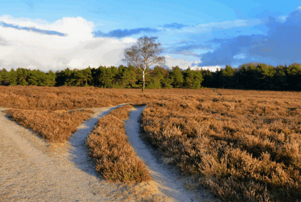 A road splitting into two forks